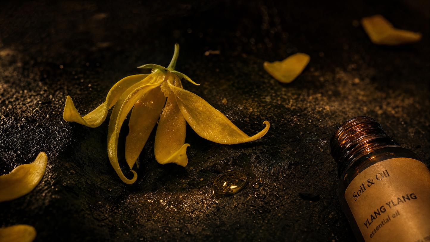 Ylang Ylang Yağı: Çiçeklerin Çiçeği ve Karmaşık Kimyası